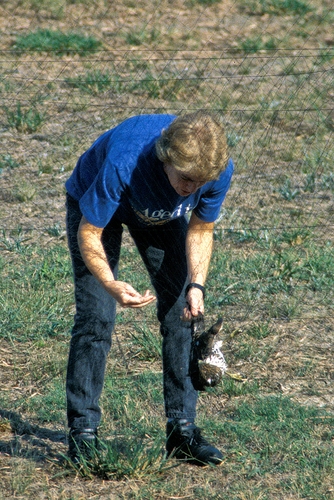 Removing Cooper's Hawk from mist net.